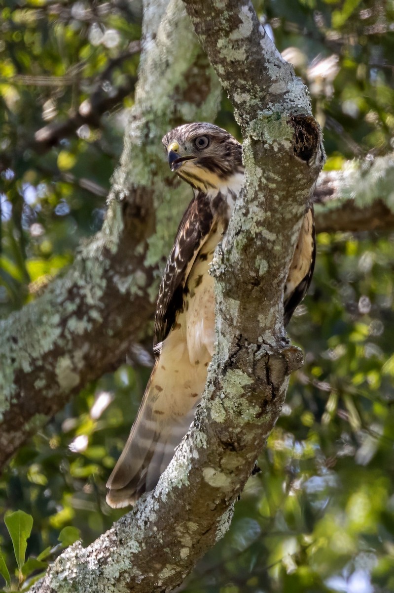 Red-shouldered Hawk - ML596277391