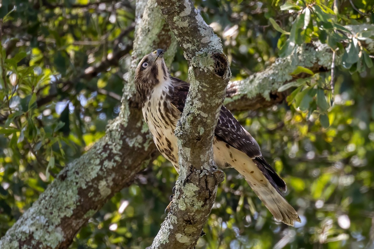 Red-shouldered Hawk - ML596277401