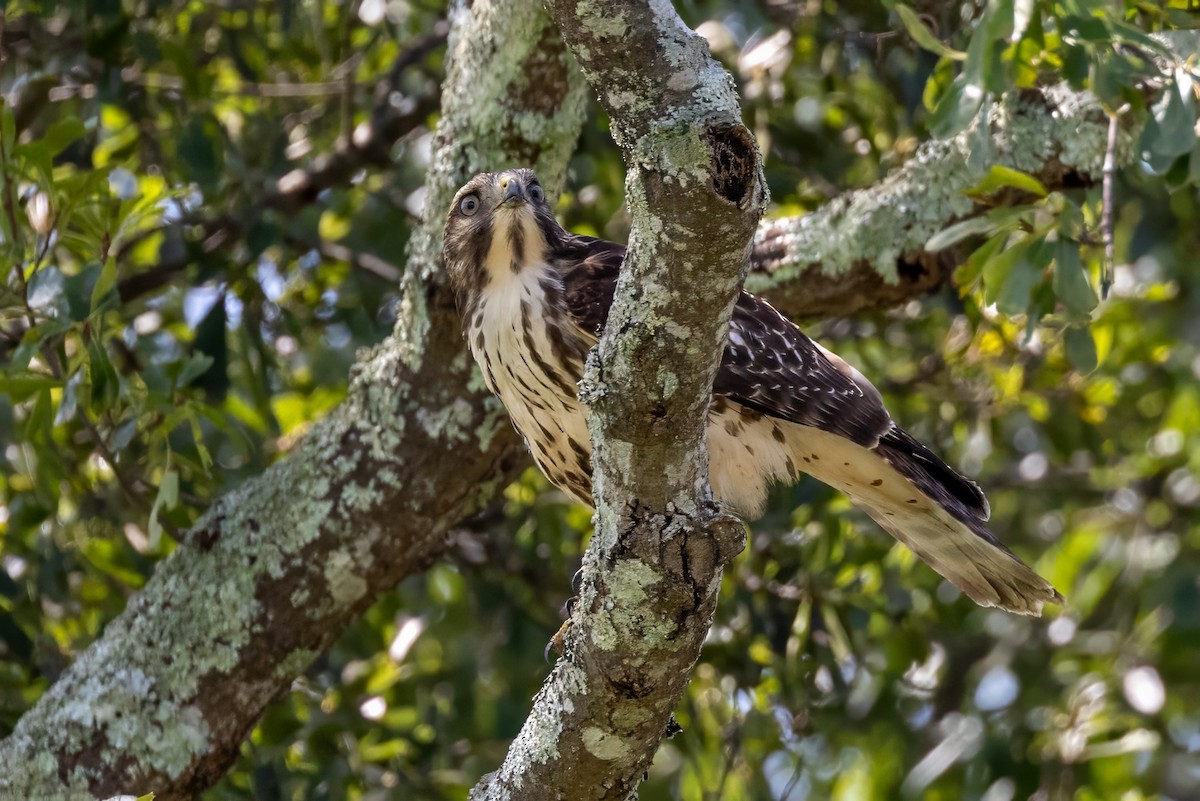 Red-shouldered Hawk - ML596277421
