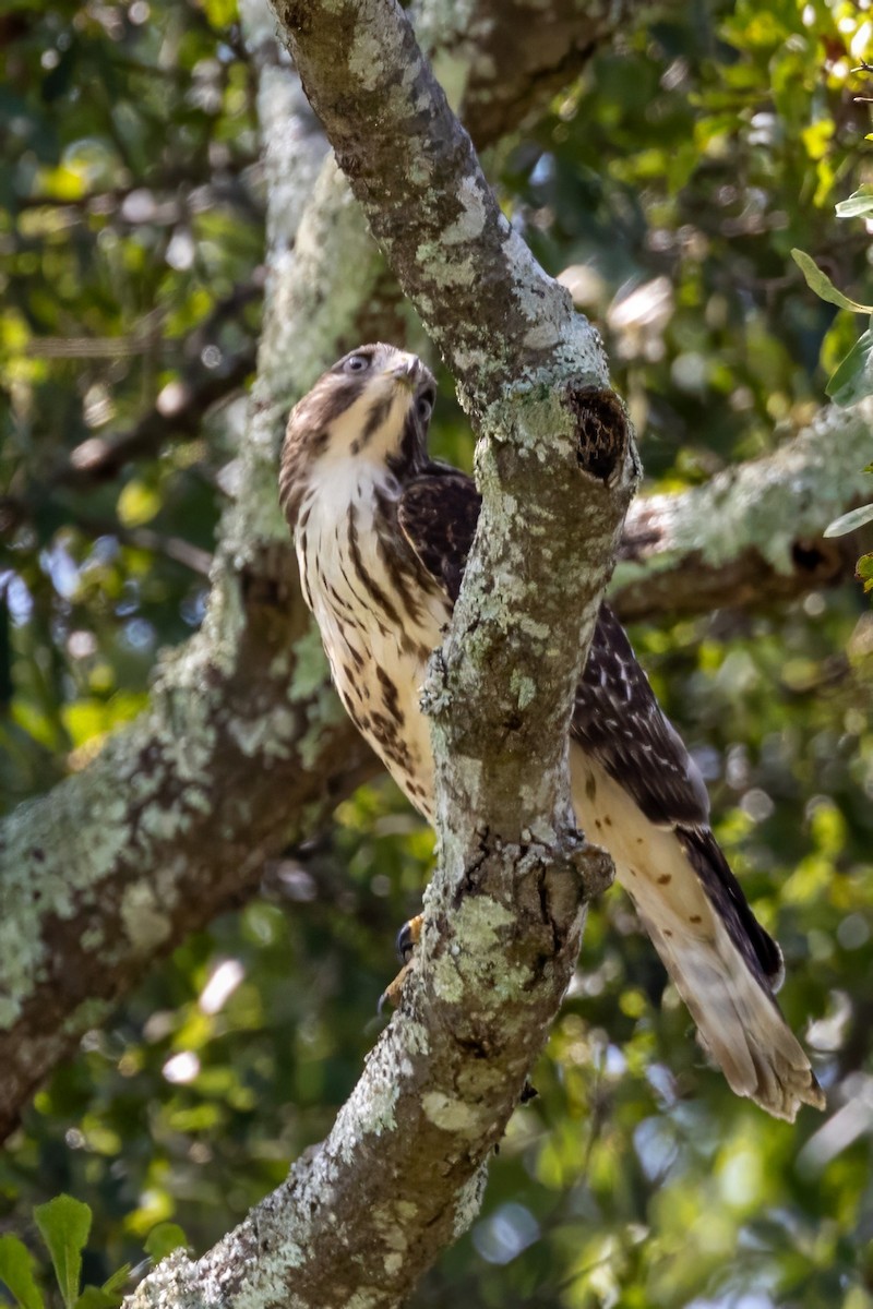 Red-shouldered Hawk - ML596277431