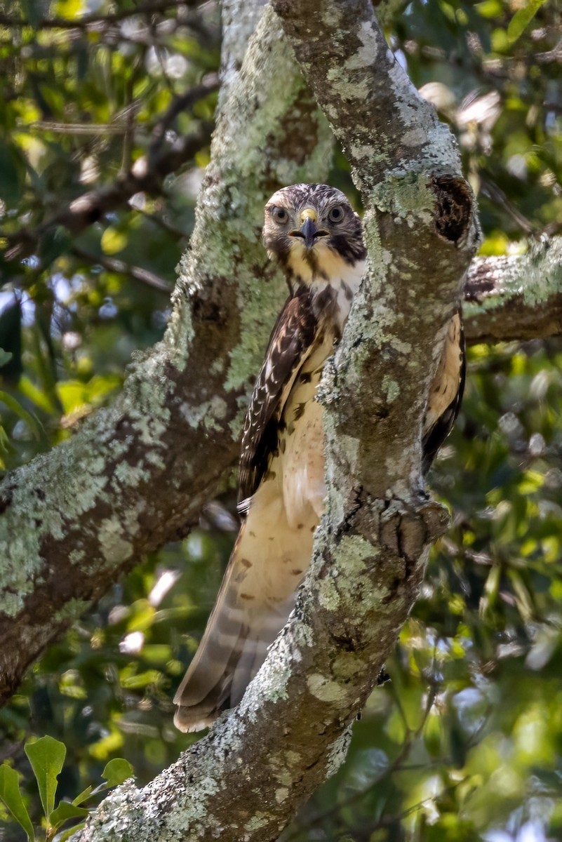 Red-shouldered Hawk - ML596277441