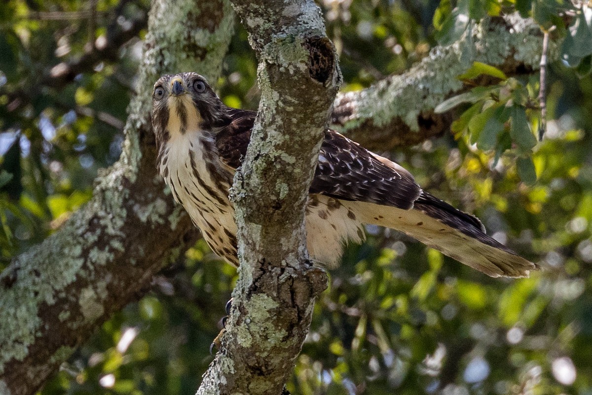 Red-shouldered Hawk - ML596277451