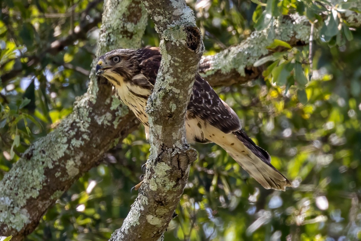Red-shouldered Hawk - ML596277471