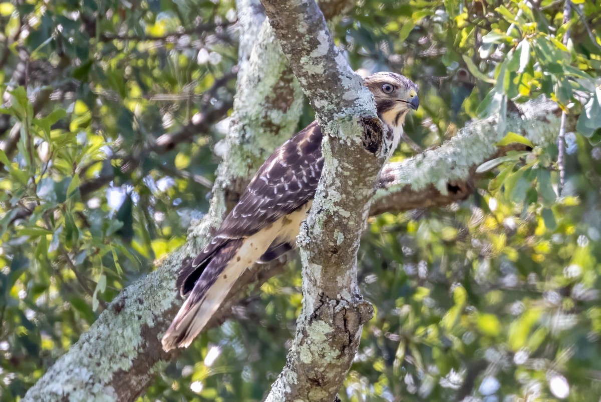 Red-shouldered Hawk - ML596277481