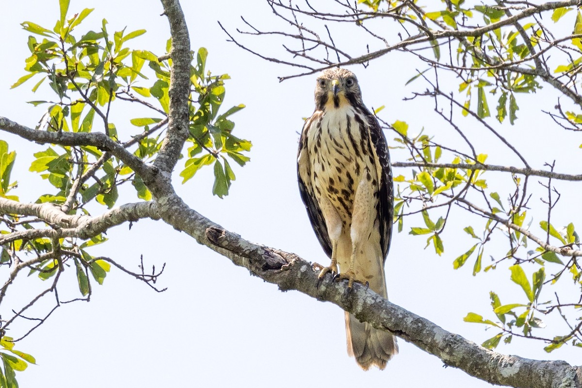 Red-shouldered Hawk - ML596277491