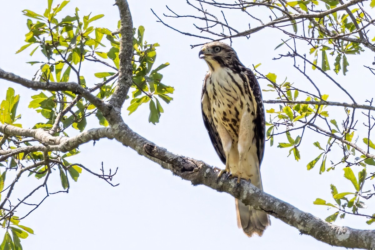 Red-shouldered Hawk - ML596277511
