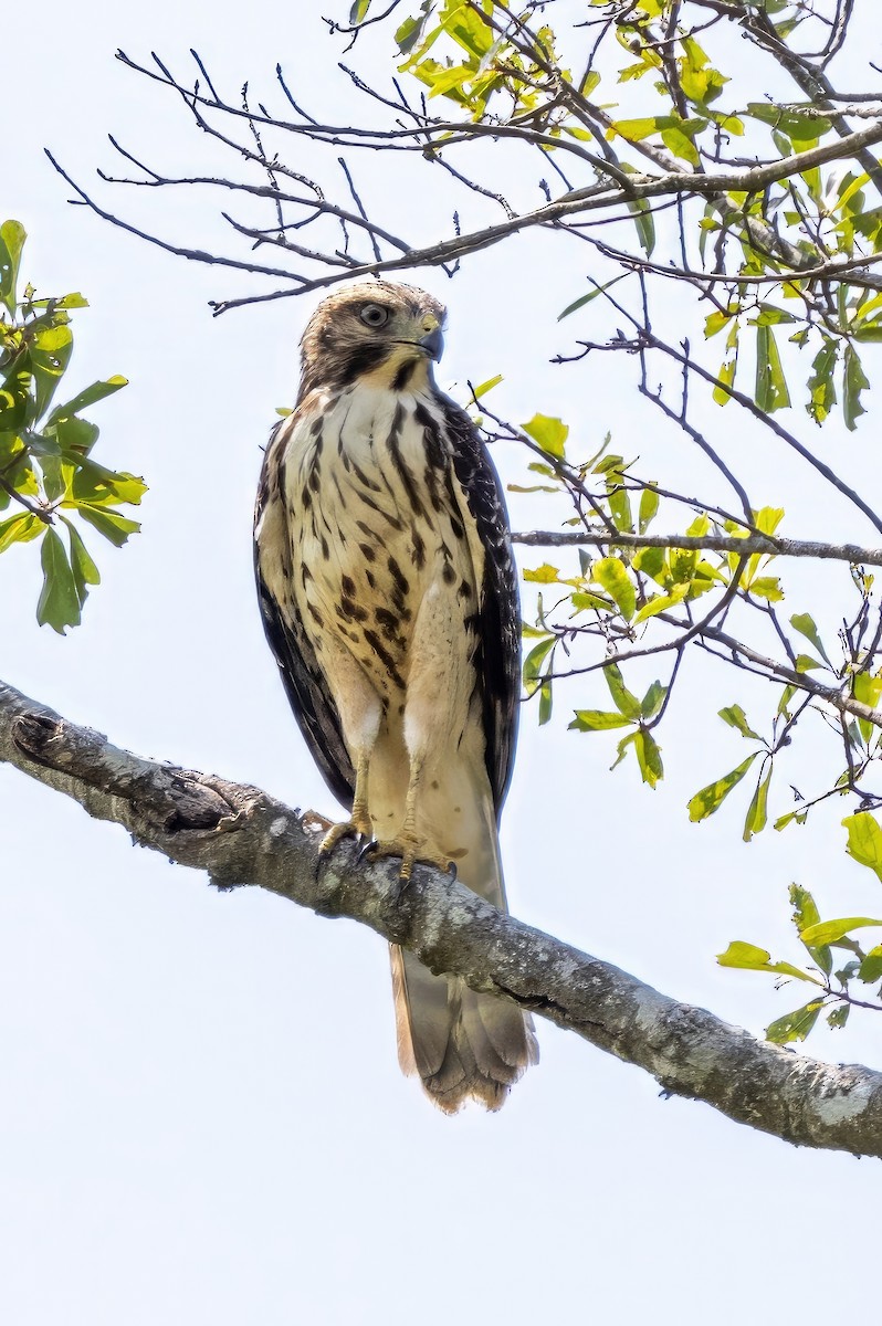 Red-shouldered Hawk - ML596277521