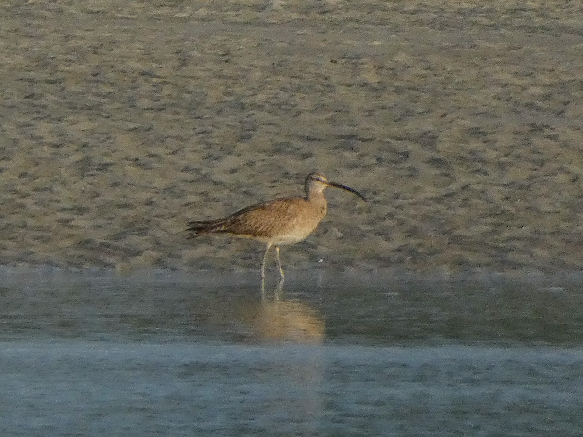 Regenbrachvogel - ML596277601