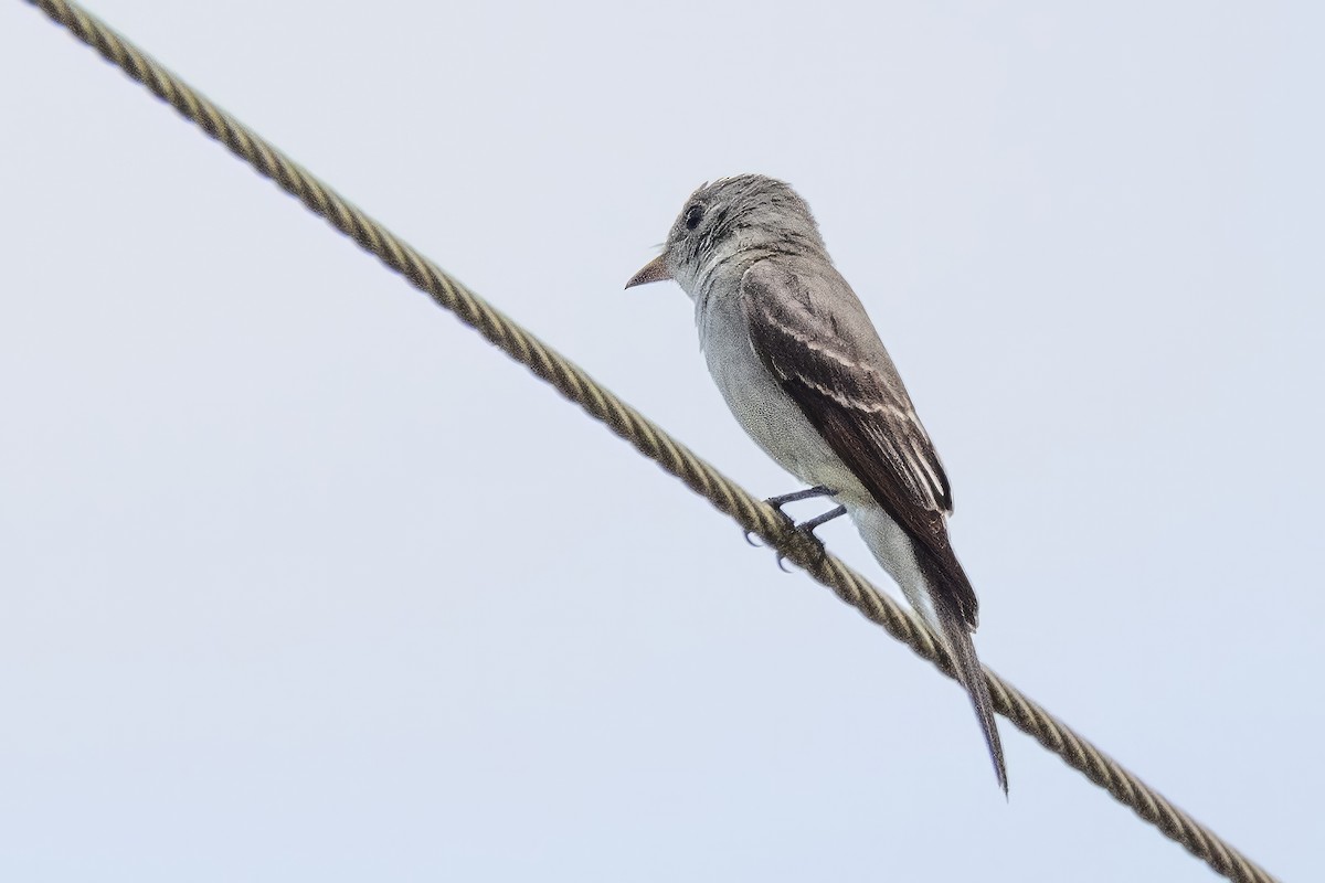 Eastern Wood-Pewee - Sandy & Bob Sipe