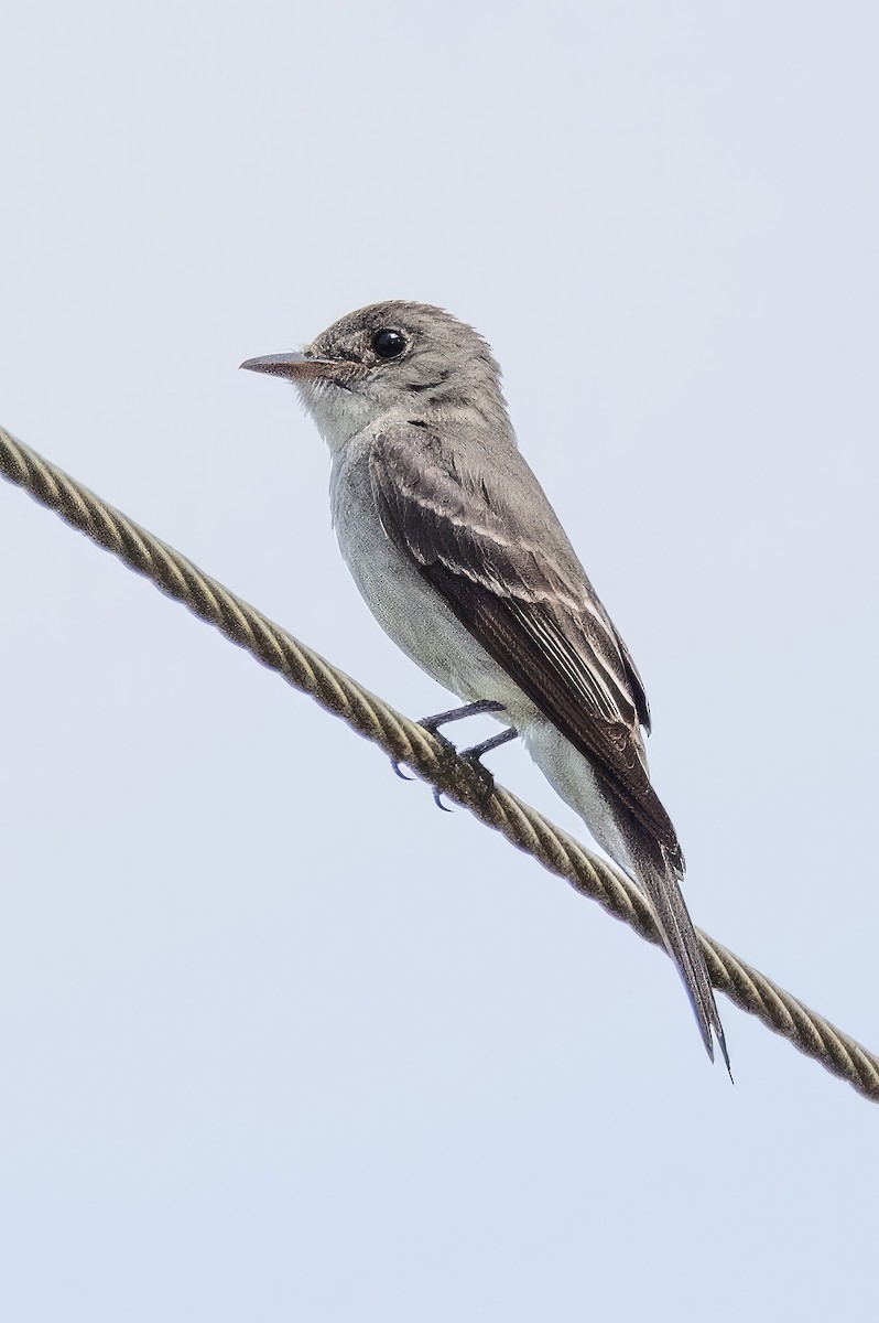 Eastern Wood-Pewee - ML596277791