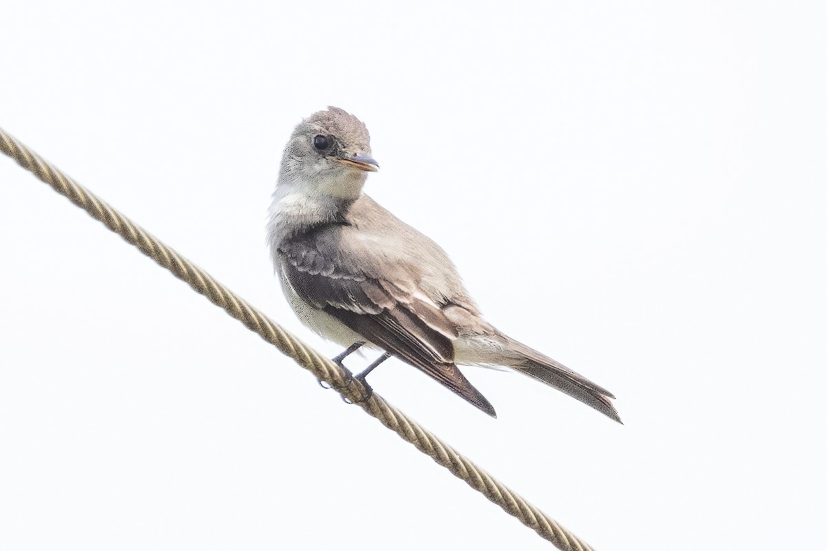 Eastern Wood-Pewee - ML596277831