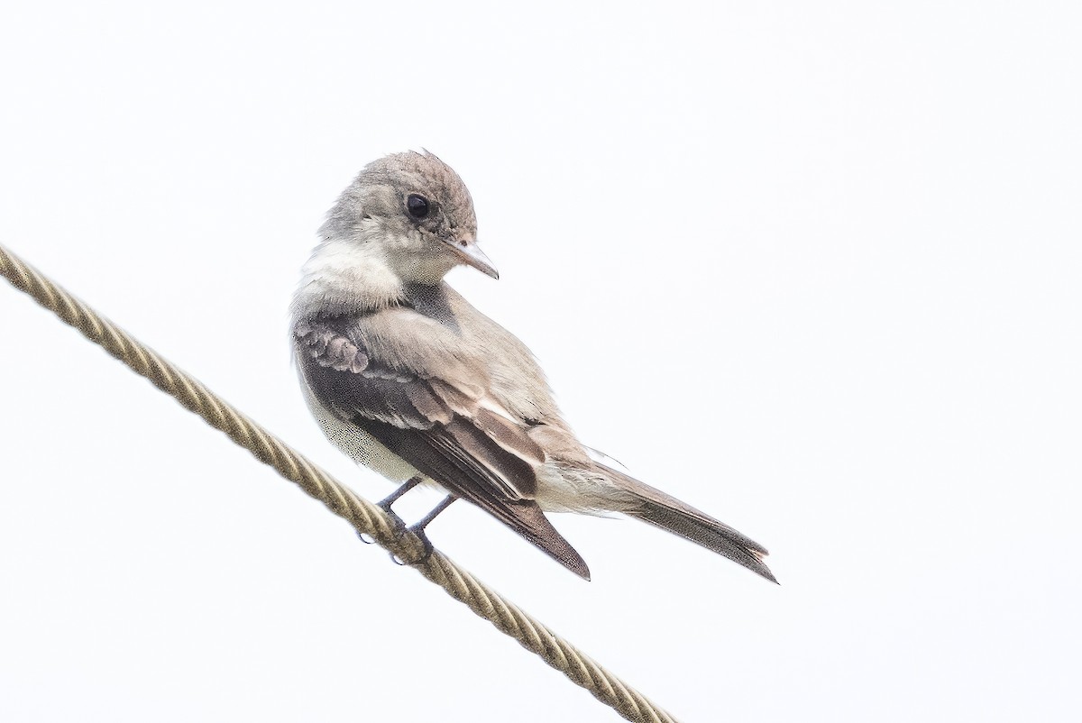 Eastern Wood-Pewee - ML596277841