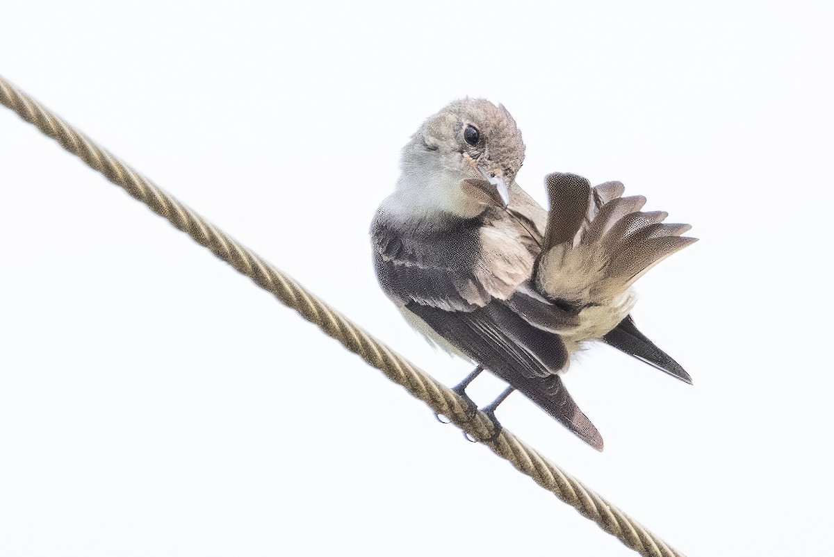 Eastern Wood-Pewee - ML596277851