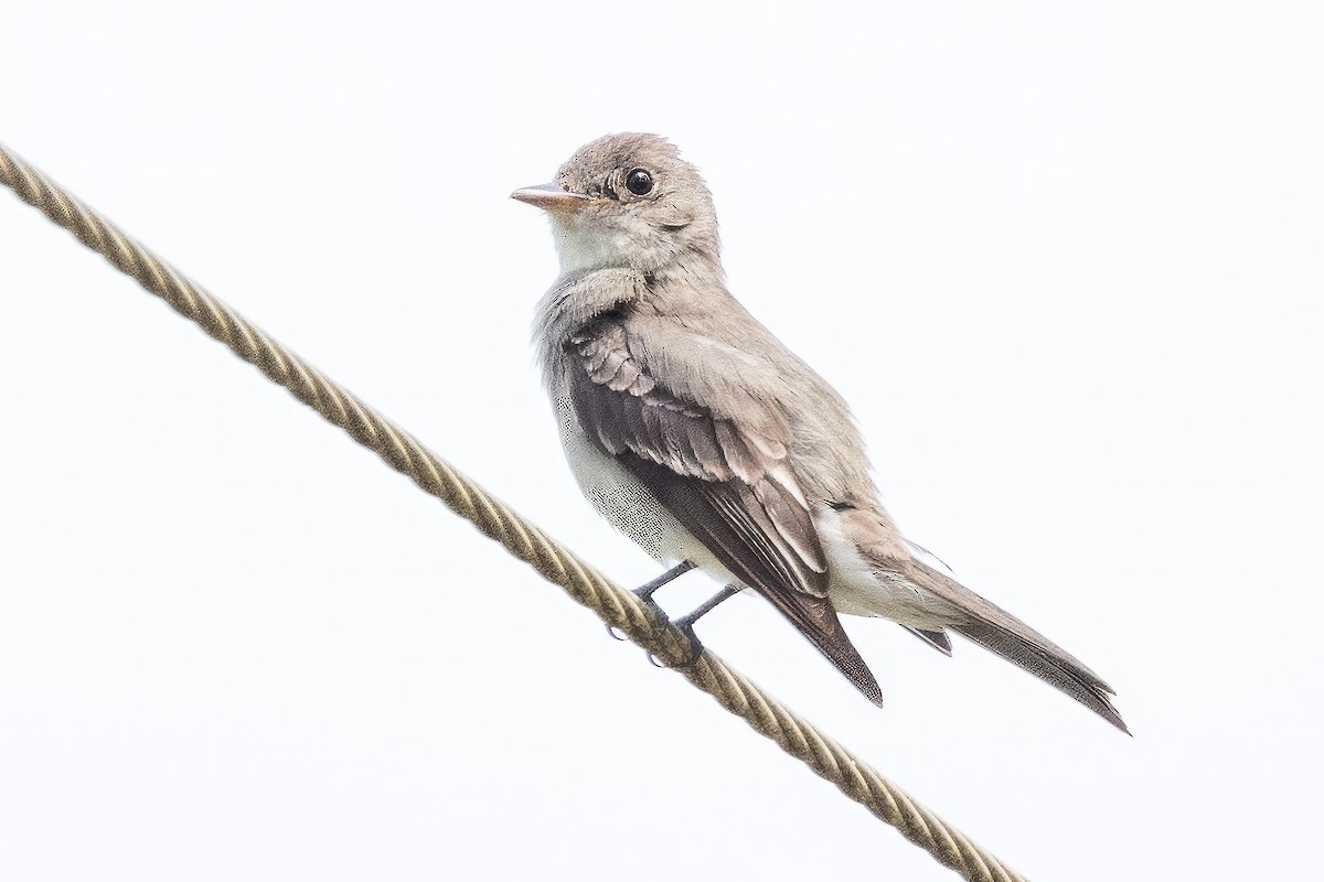 Eastern Wood-Pewee - ML596277861