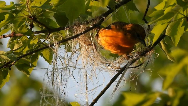 Baltimore Oriole - ML596278091