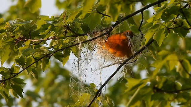 Baltimore Oriole - ML596278101