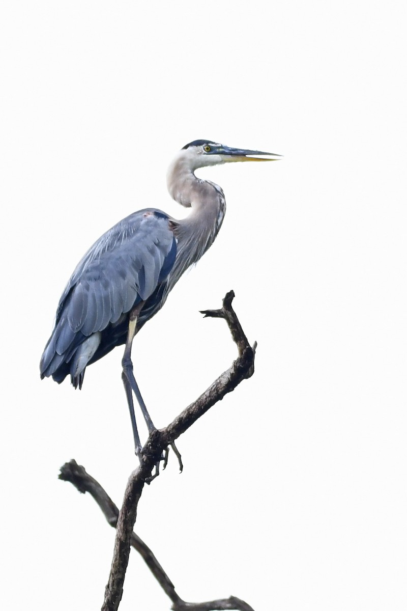 Great Blue Heron - Paul Nale