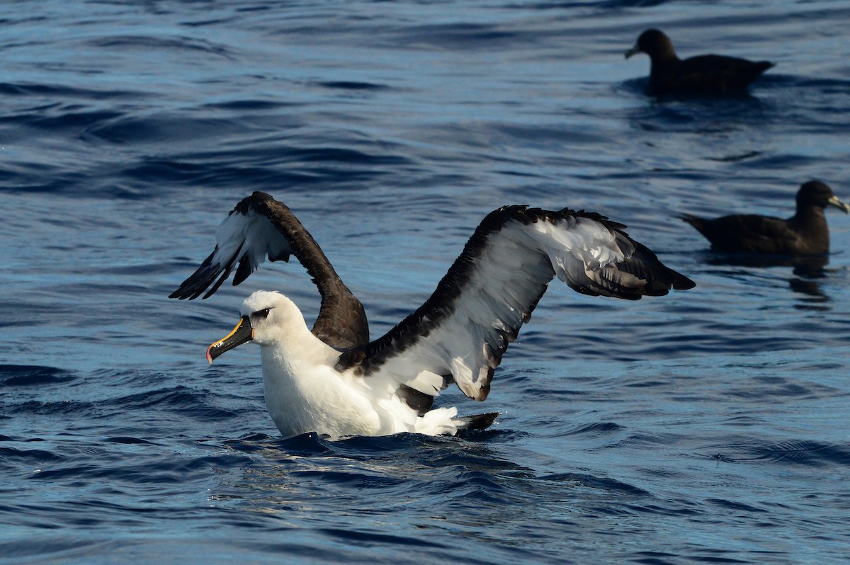 Atlantic/Indian Yellow-nosed Albatross - ML596279661