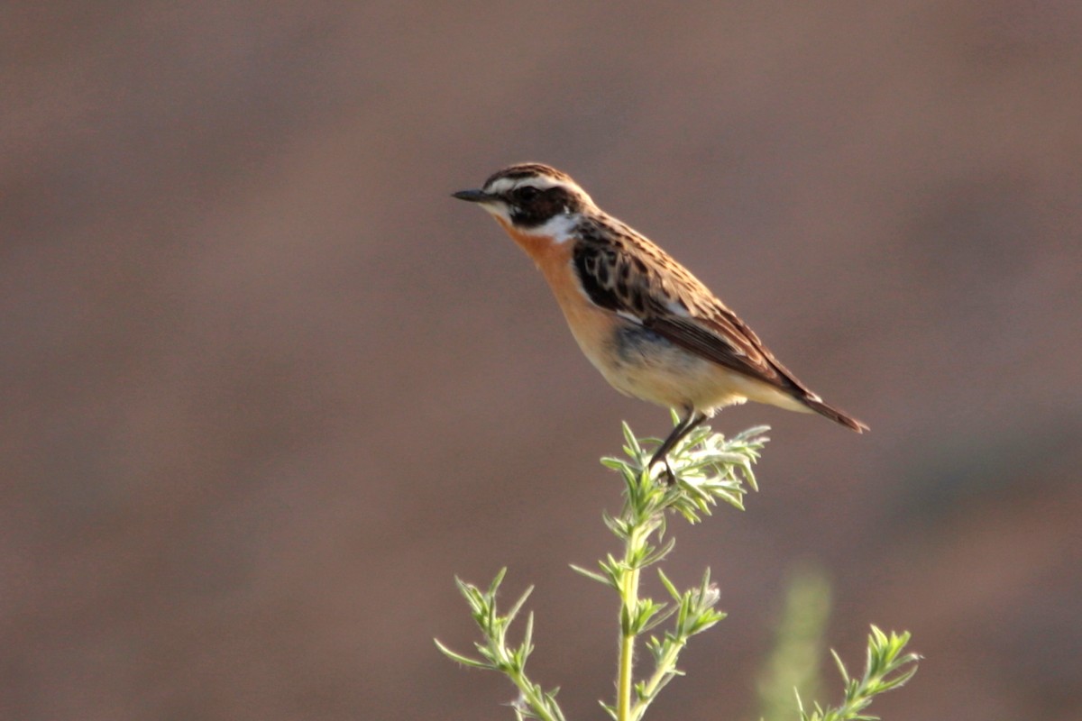 Whinchat - ML596281131