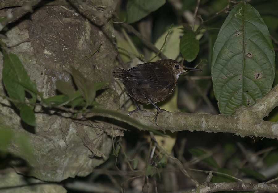 Nava's Wren - Volkov Sergey