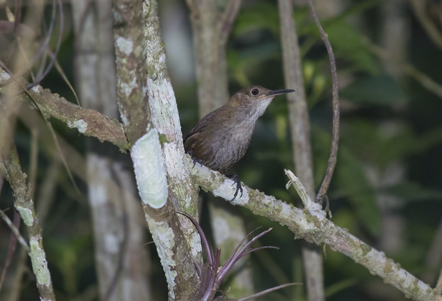 Nava's Wren - ML596281531