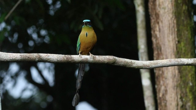 blåpannemotmot - ML596282751
