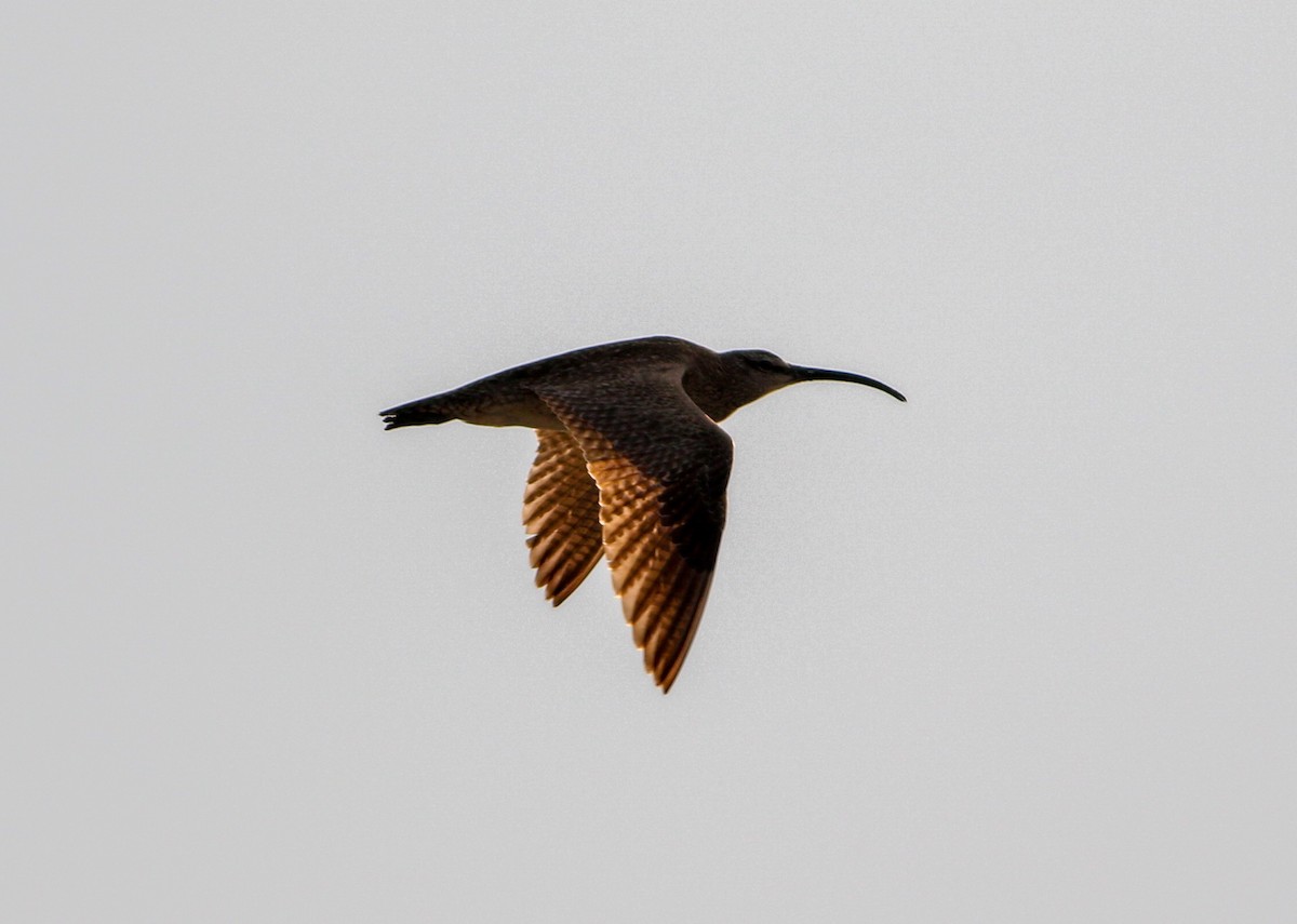 Whimbrel - ML596283101