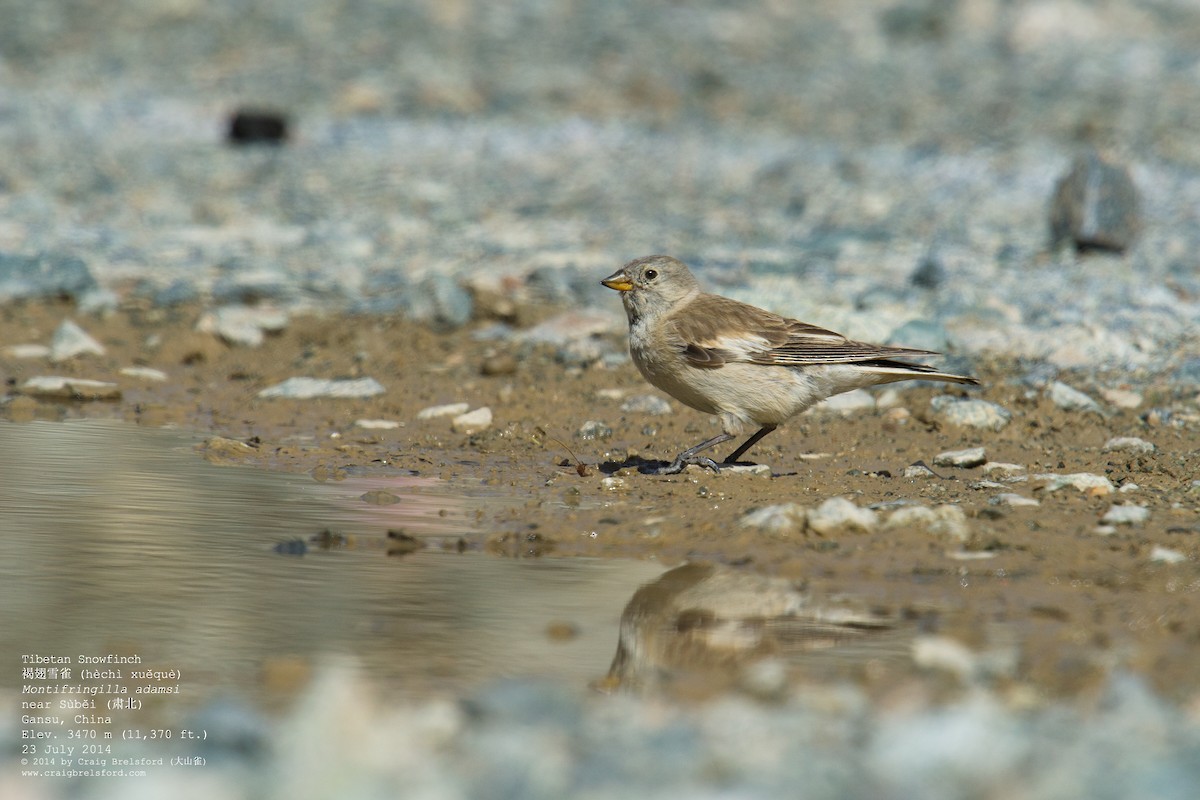 Black-winged Snowfinch - Craig Brelsford