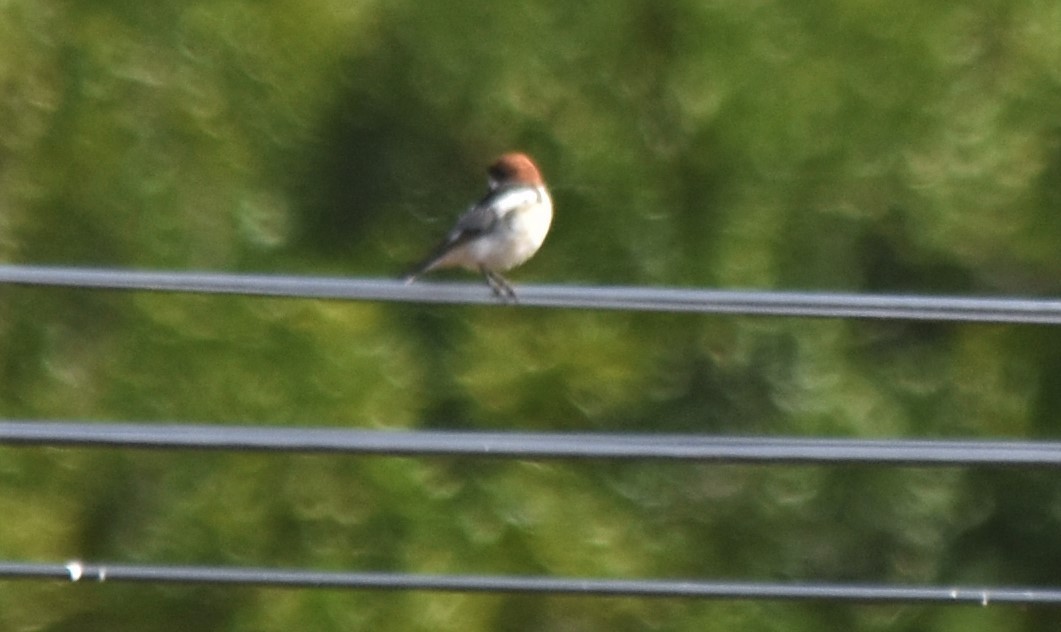 Woodchat Shrike - ML596283601