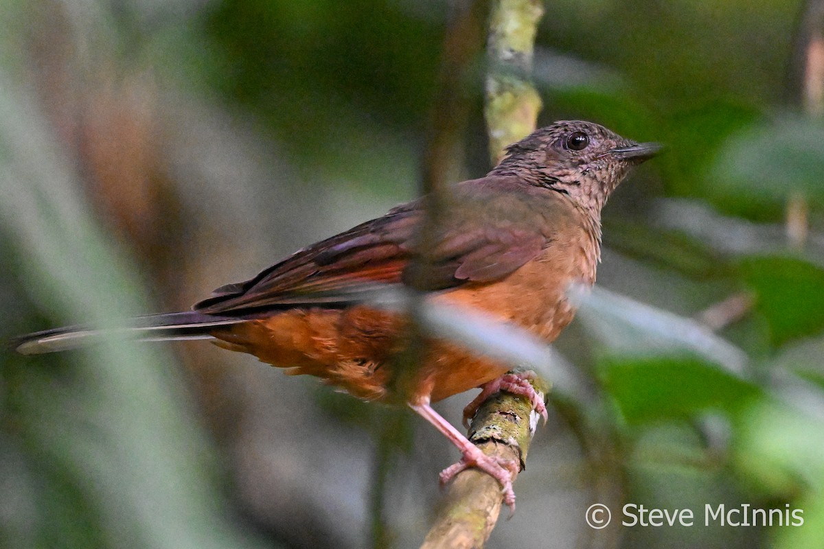 White-tailed Ant-Thrush - ML596284331