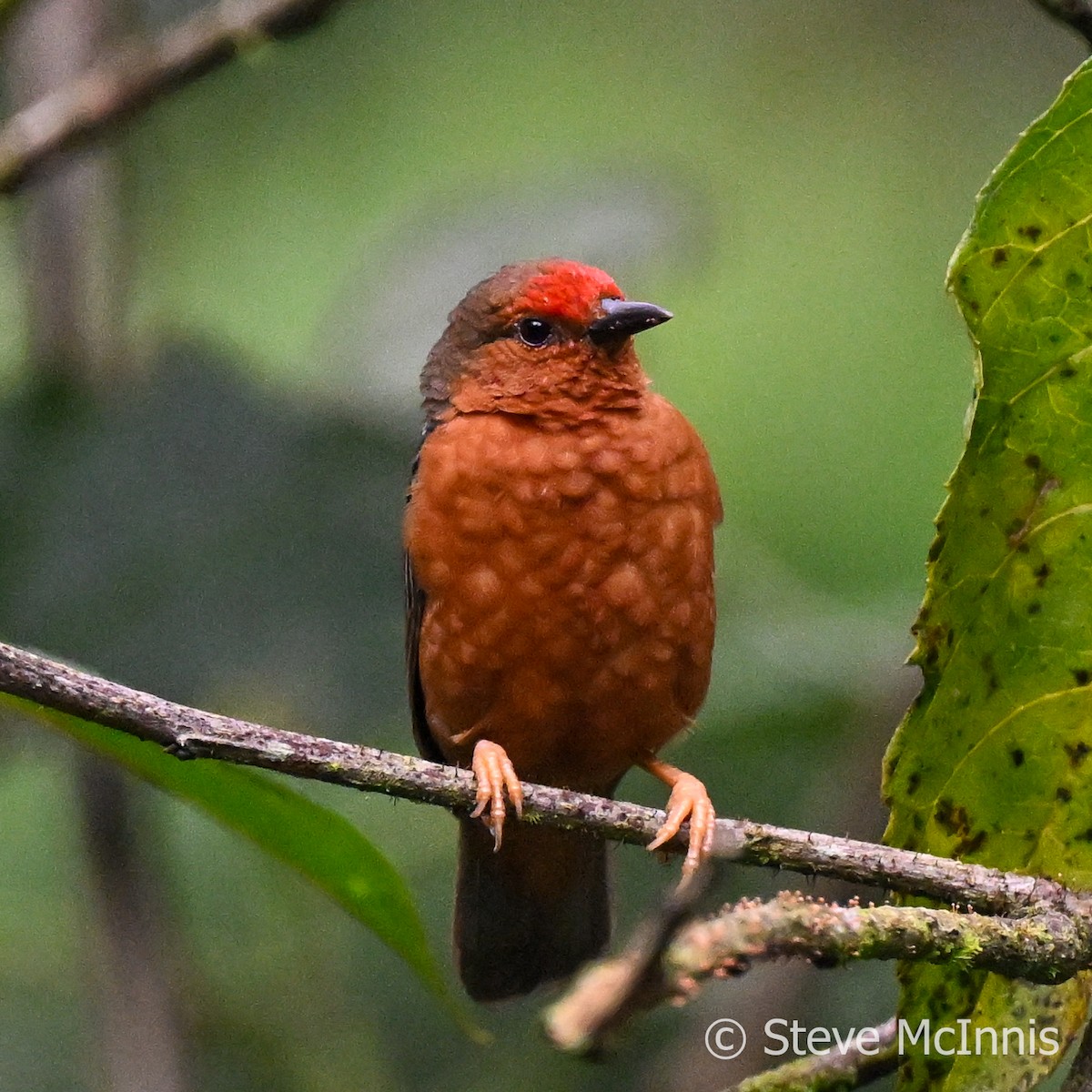 Jameson's Antpecker - Steve McInnis
