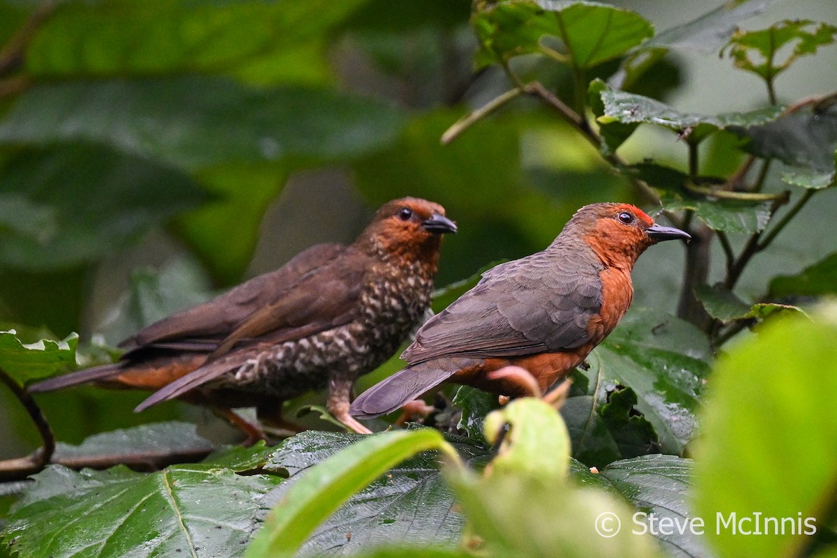 Jameson's Antpecker - Steve McInnis