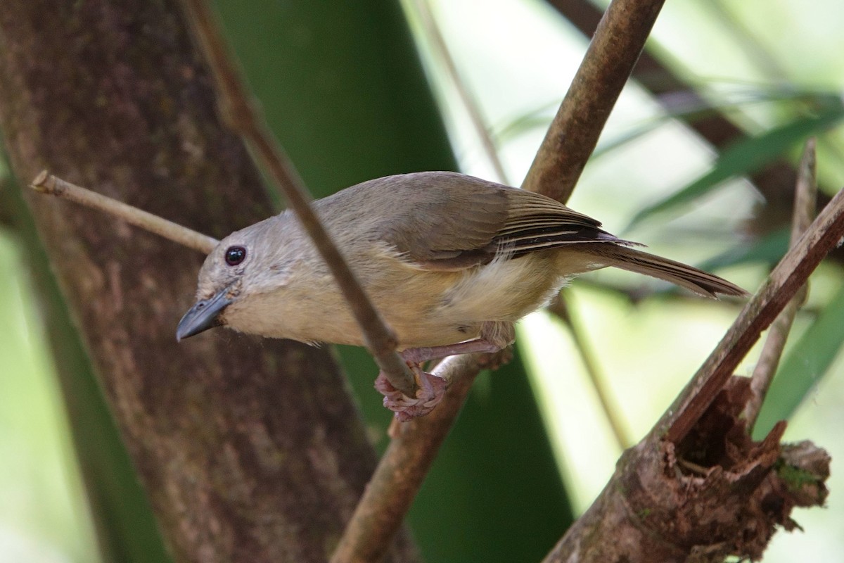 Blue Mountain Vireo - ML596284991