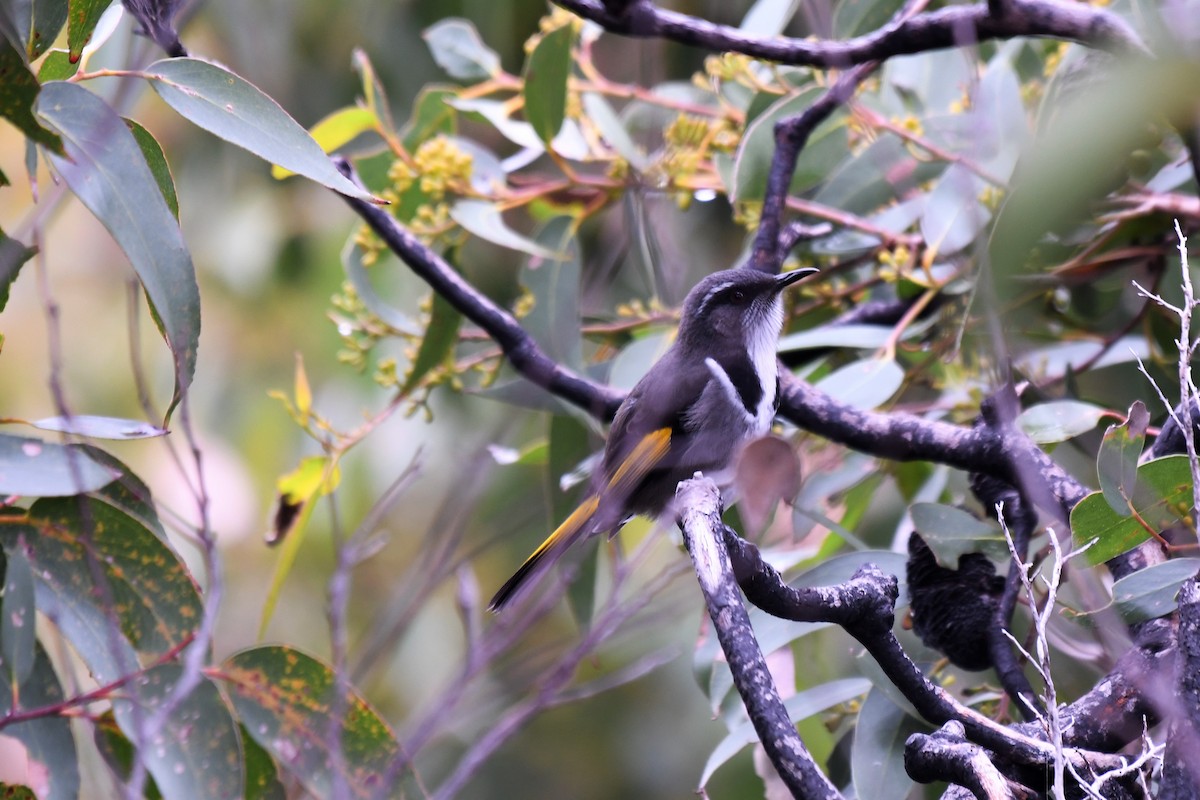 Crescent Honeyeater - ML596285381