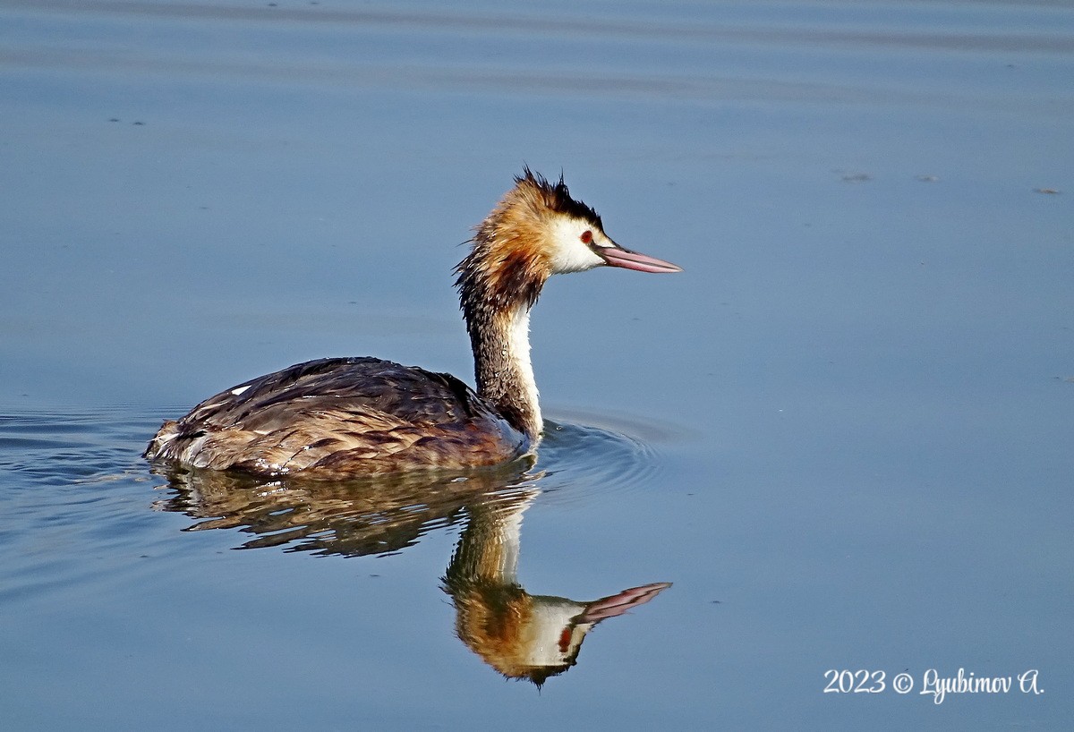 Great Crested Grebe - ML596285411