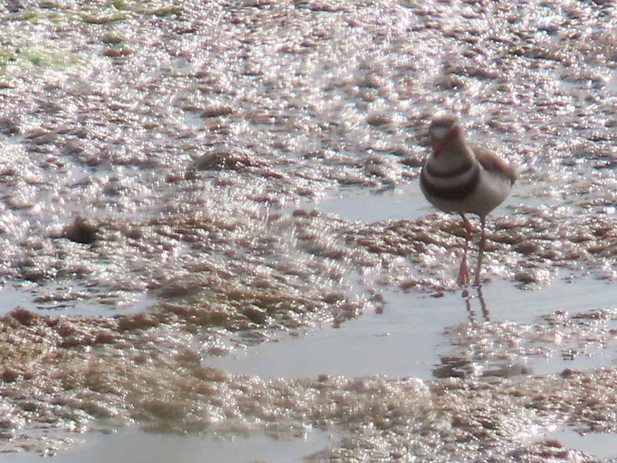 Three-banded Plover - ML596286961