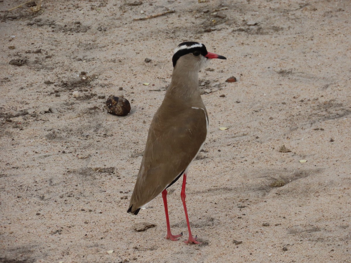 Crowned Lapwing - ML596287011