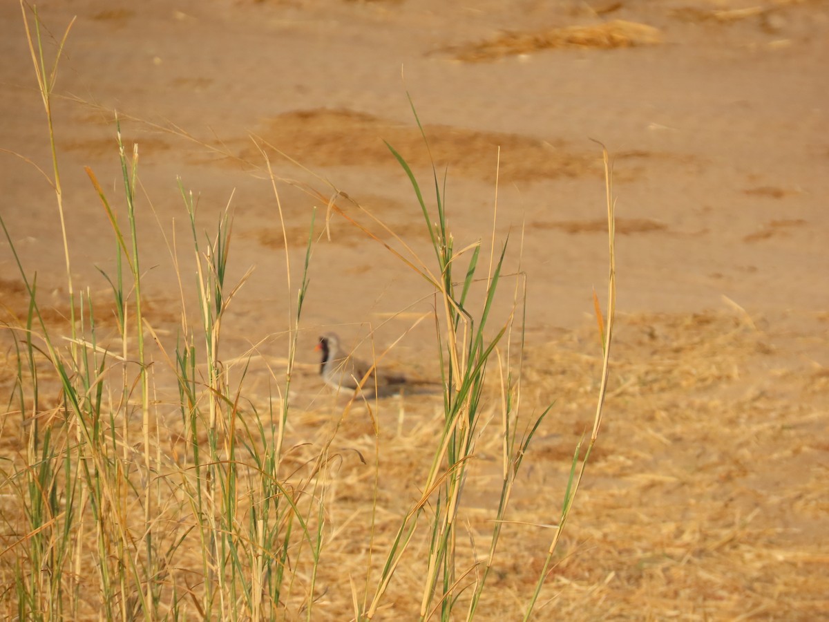 Namaqua Dove - ML596287091