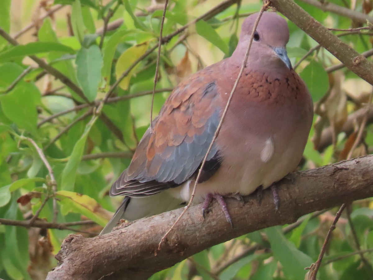 Laughing Dove - ML596287111