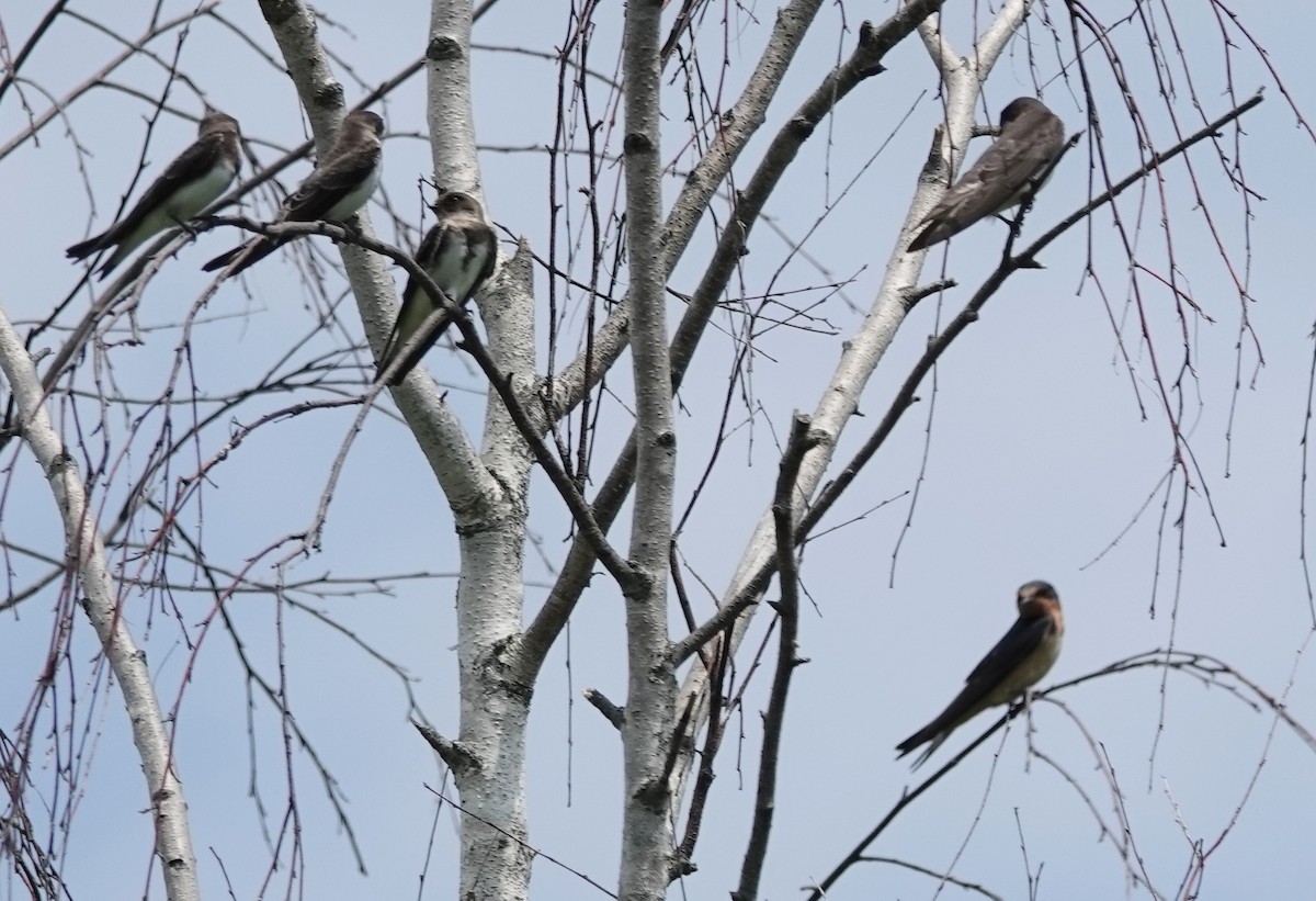 Barn Swallow - ML596287121