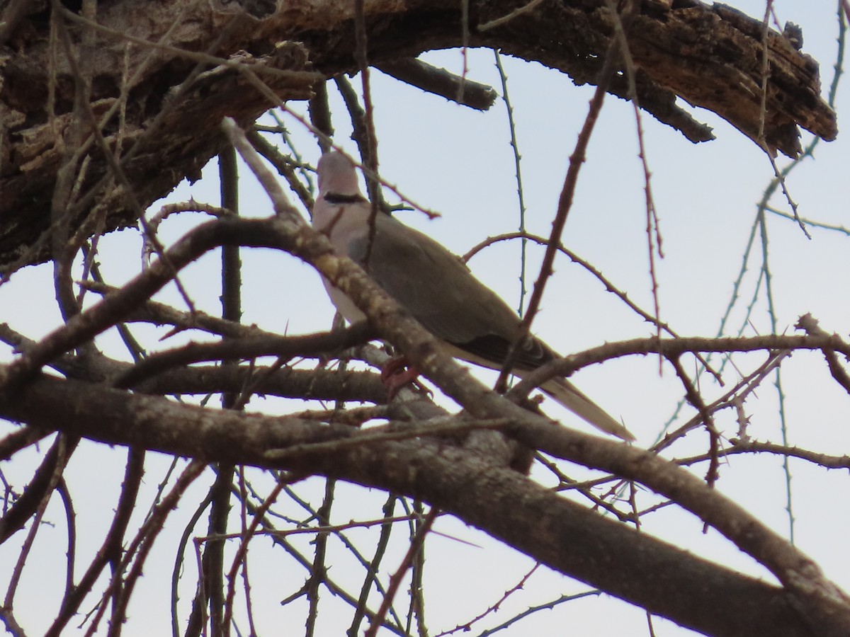 Ring-necked Dove - Andrew Ippel