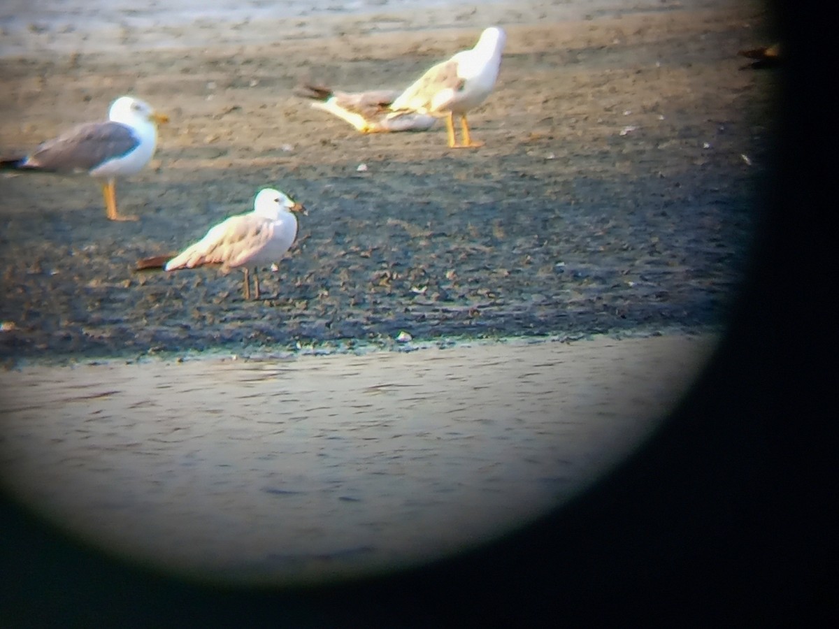 Audouin's Gull - ML596287591
