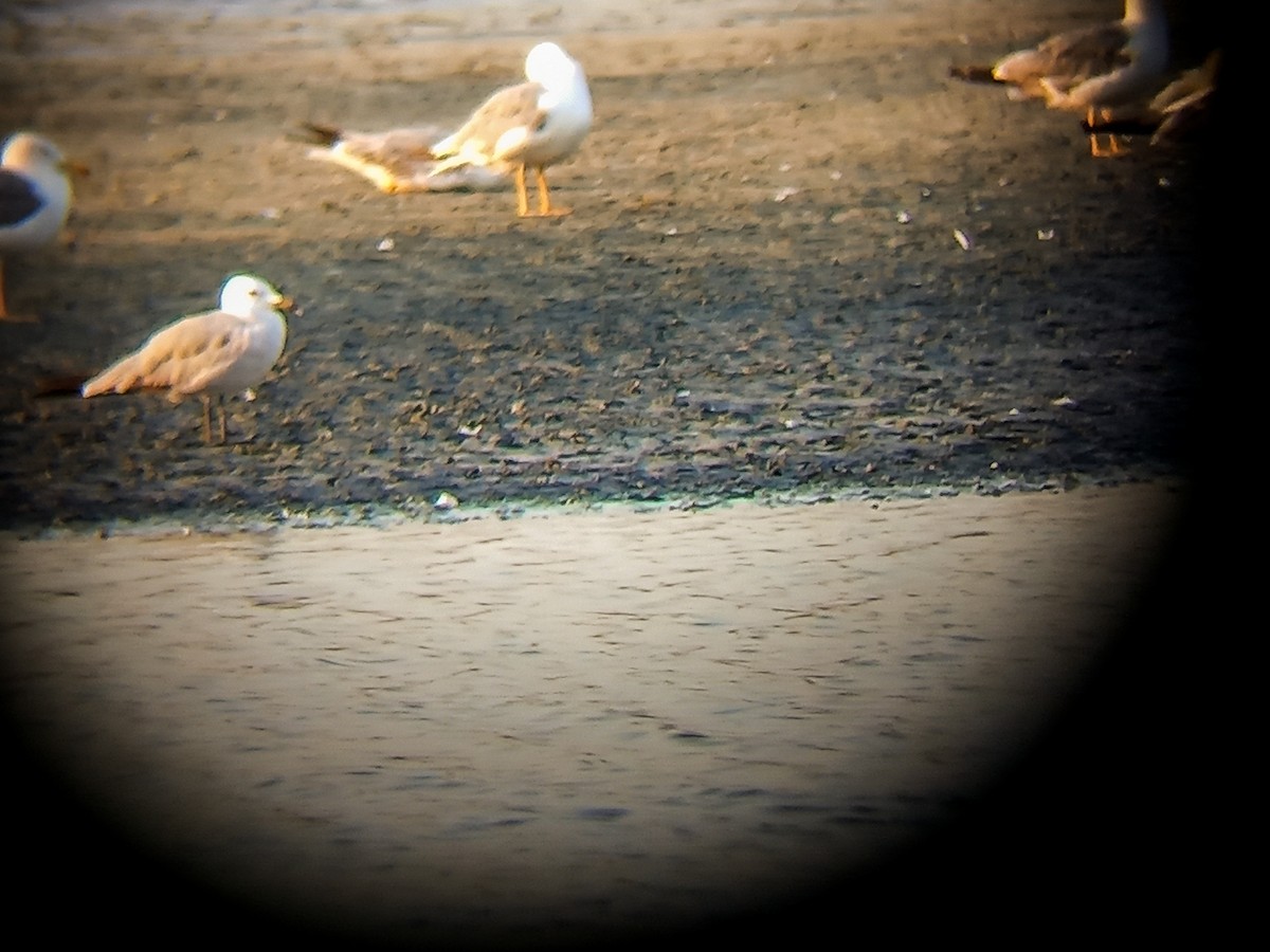 Audouin's Gull - ML596287601