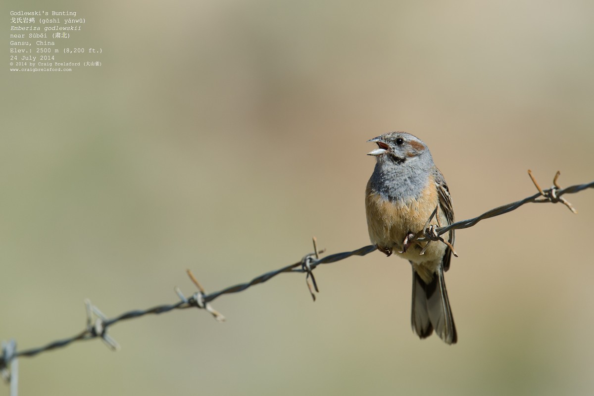 Godlewski's Bunting - ML59628801