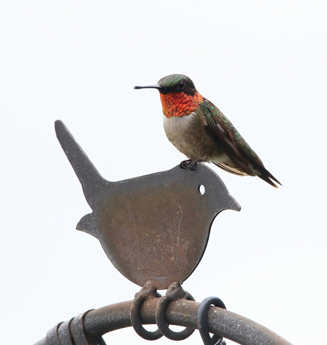 Ruby-throated Hummingbird - ML596288921