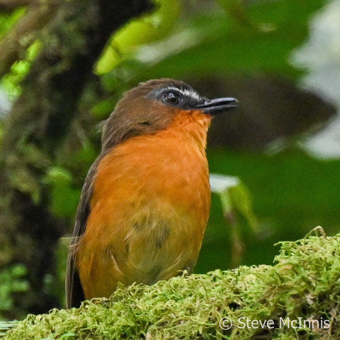 White-bellied Robin-Chat - ML596288941