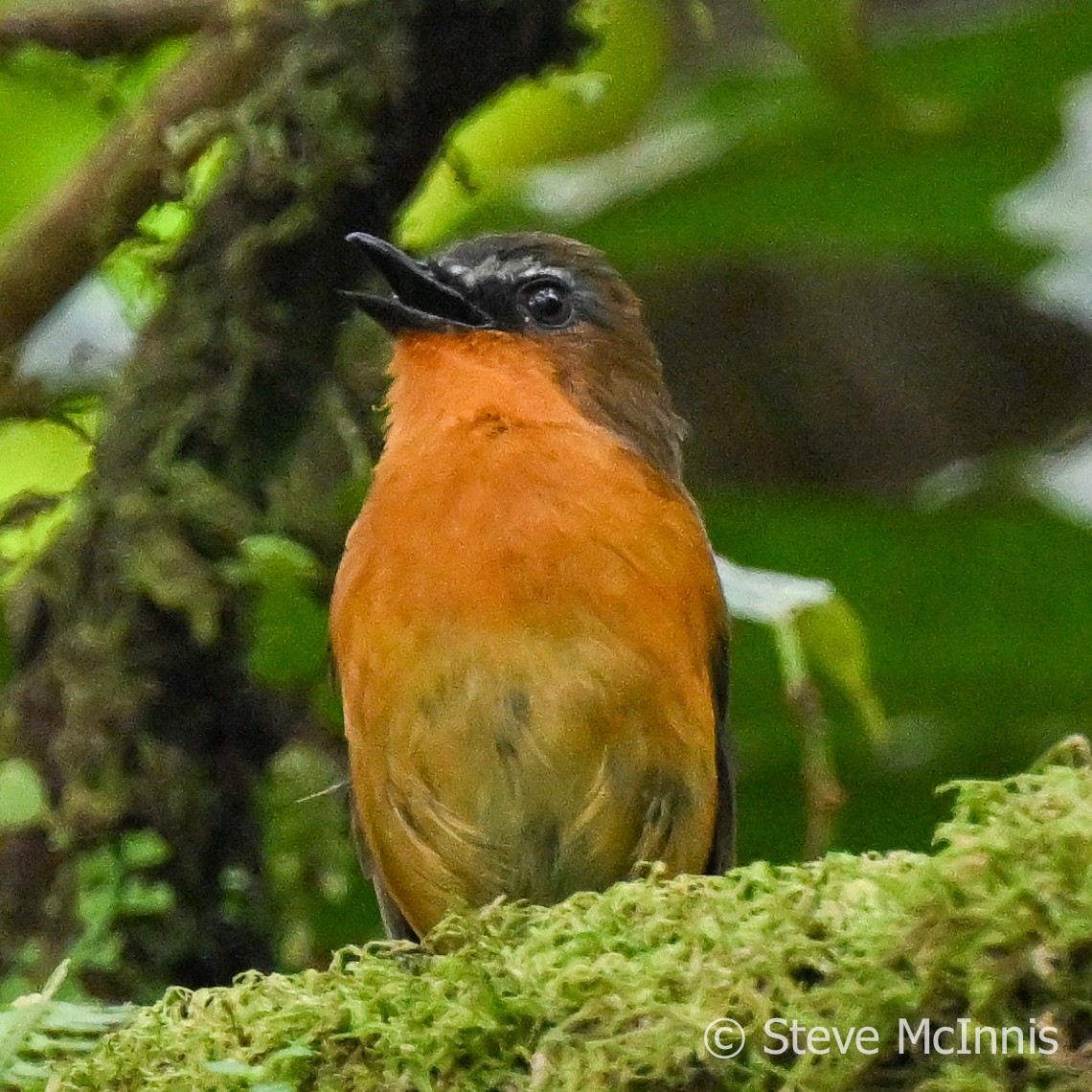 White-bellied Robin-Chat - Steve McInnis