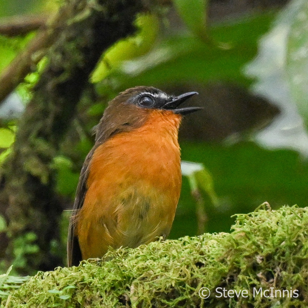 White-bellied Robin-Chat - ML596288971