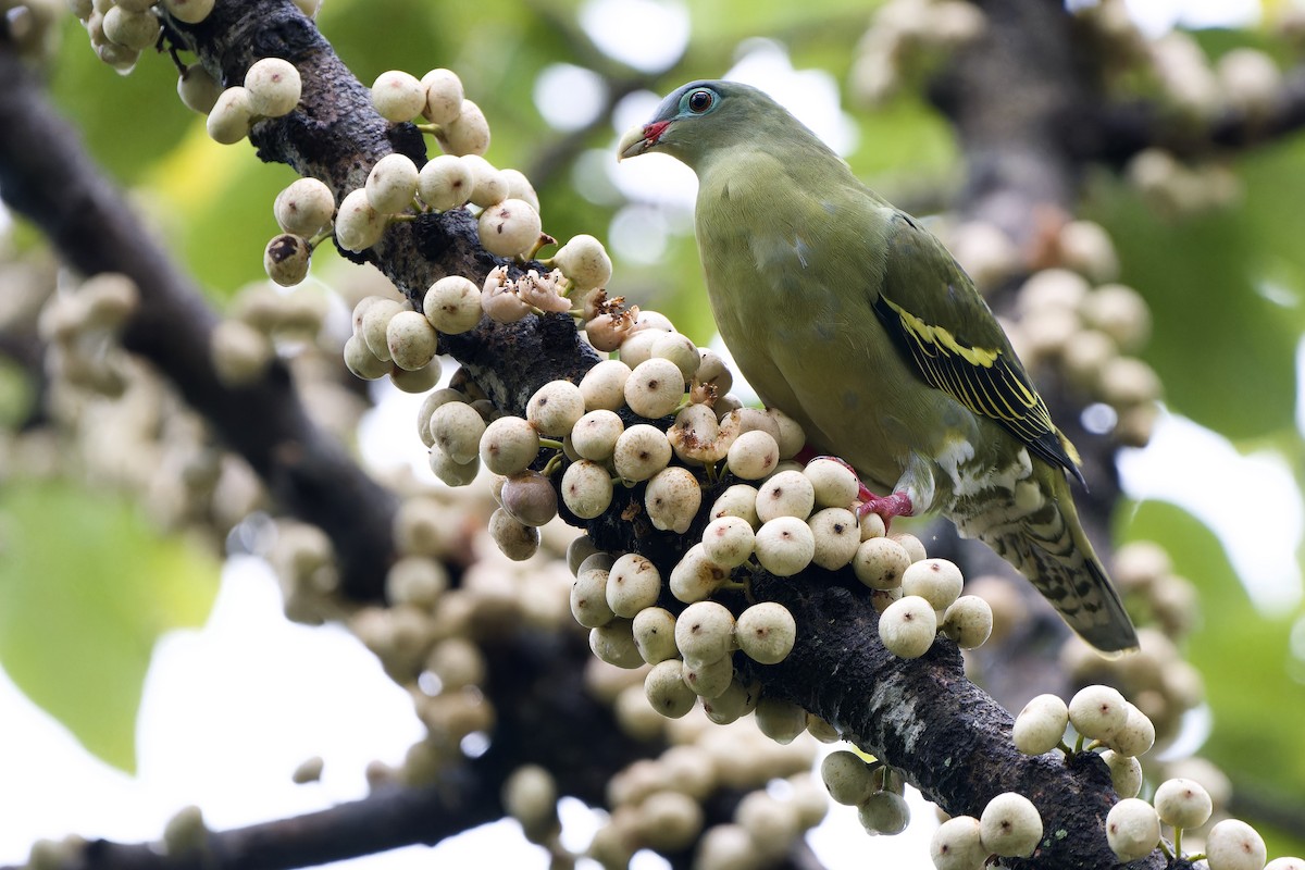 Thick-billed Green-Pigeon - ML596289231