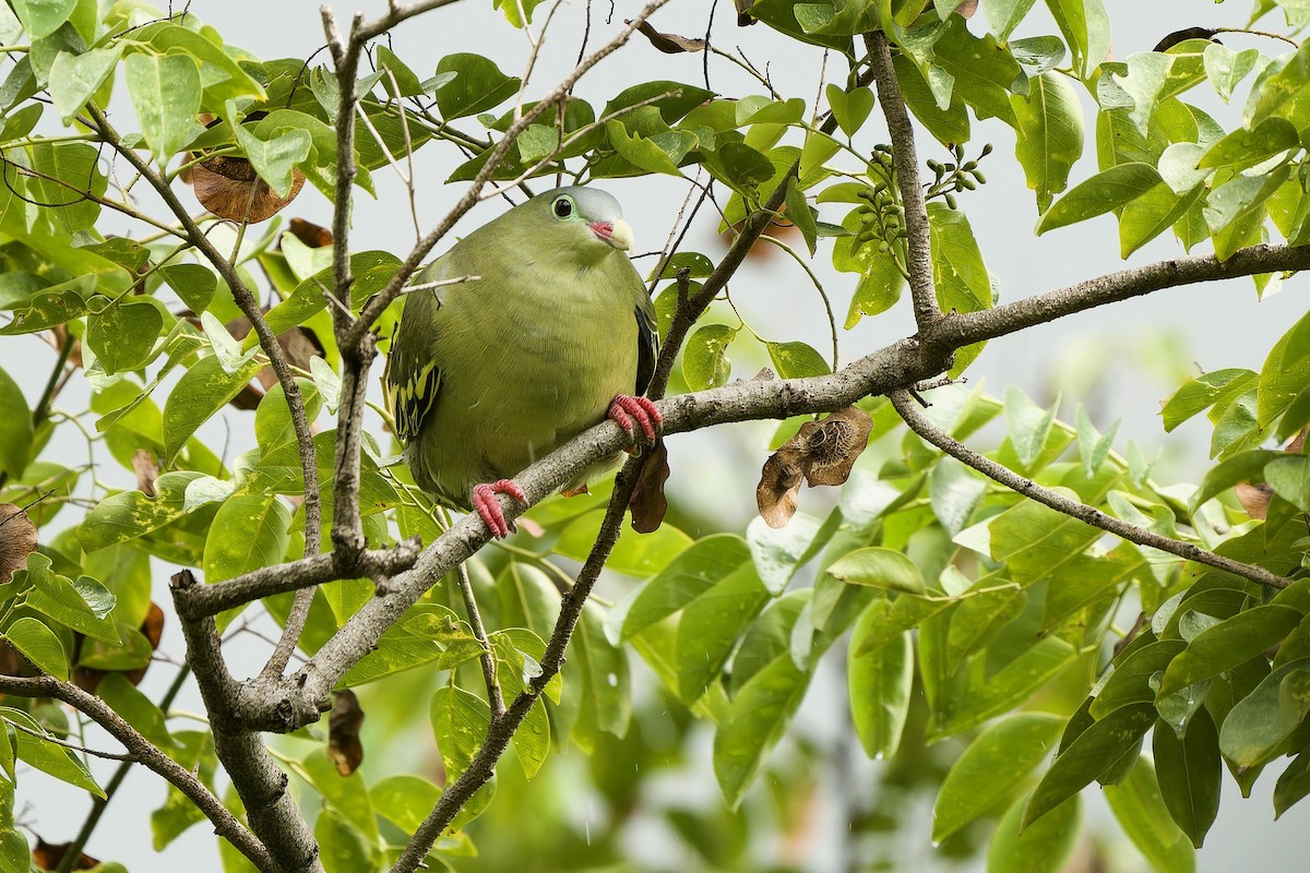 Thick-billed Green-Pigeon - ML596289491